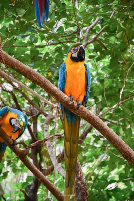 Blue and Yellow Macaw