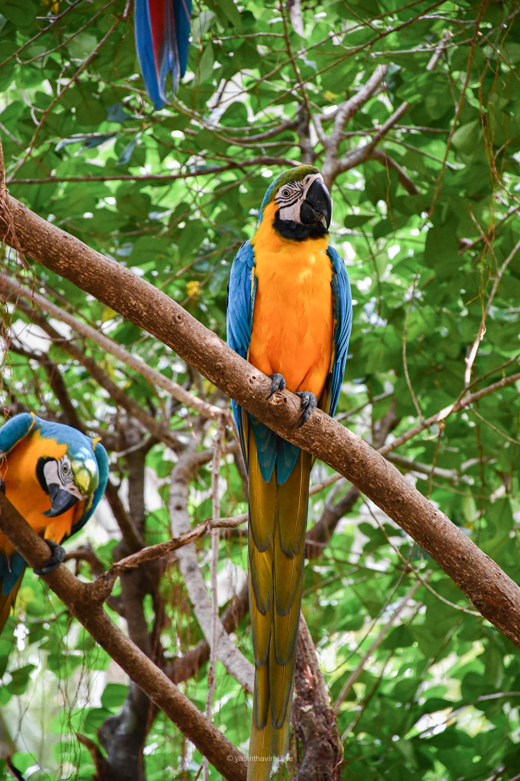 Blue and Yellow Macaw