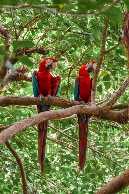 Red and Green Macaw