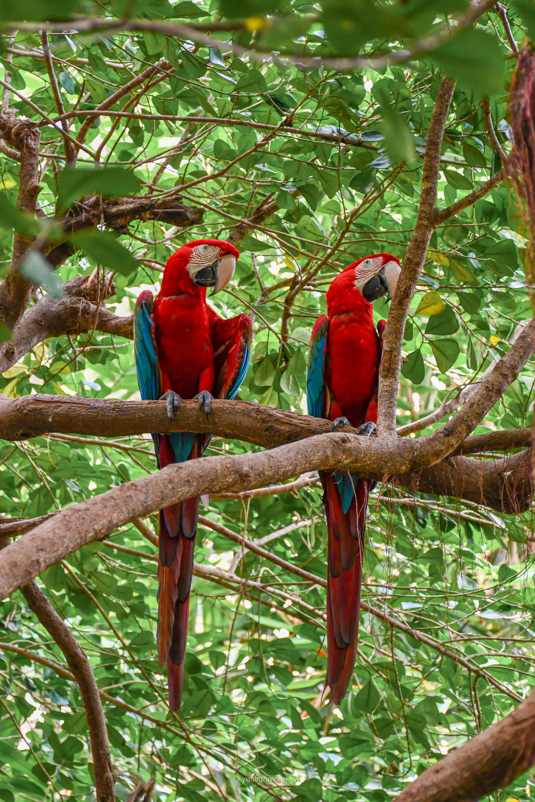 Red and Green Macaw