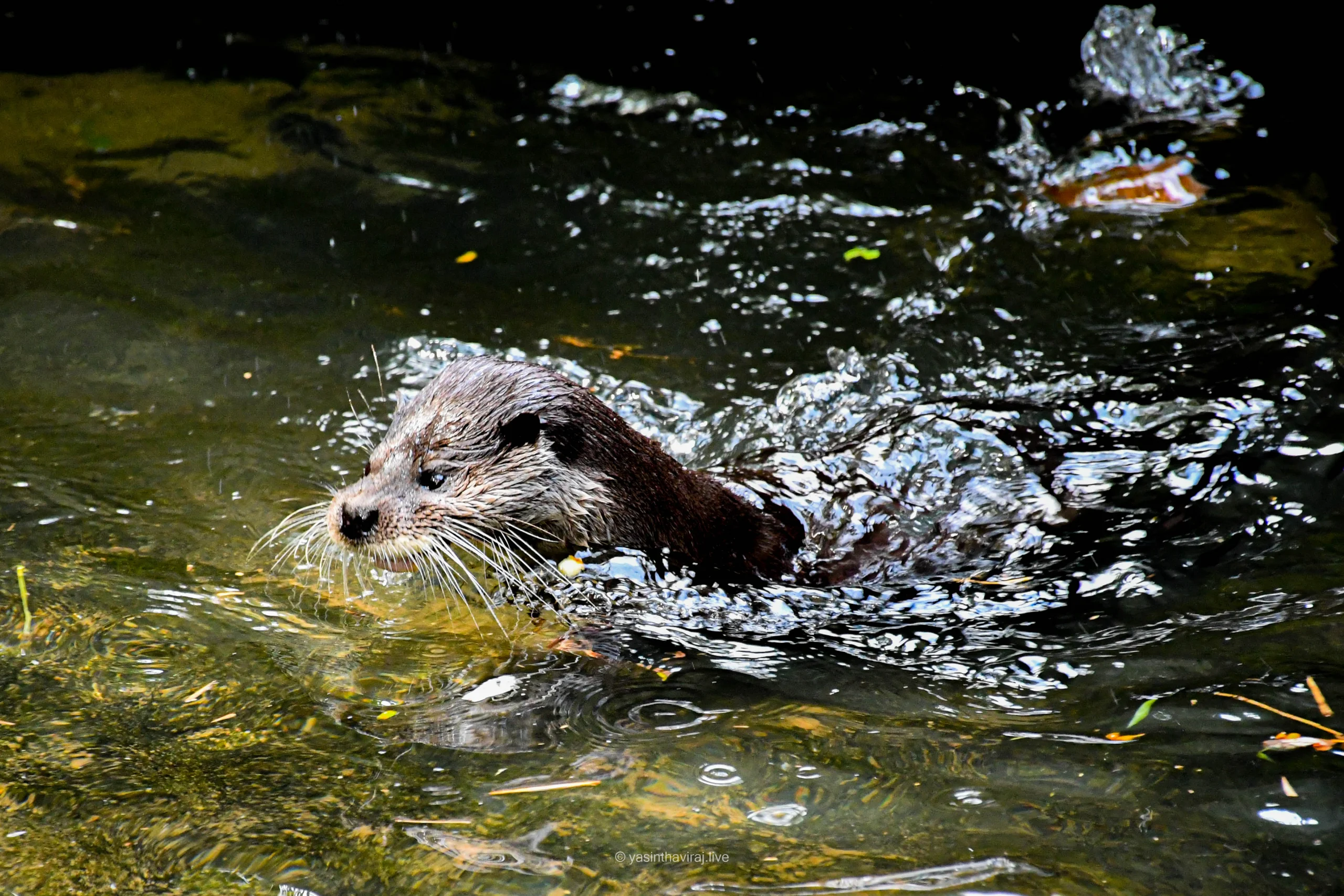 Asian Small-Clawed Otter