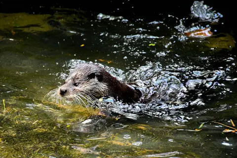 Asian Small-Clawed Otter