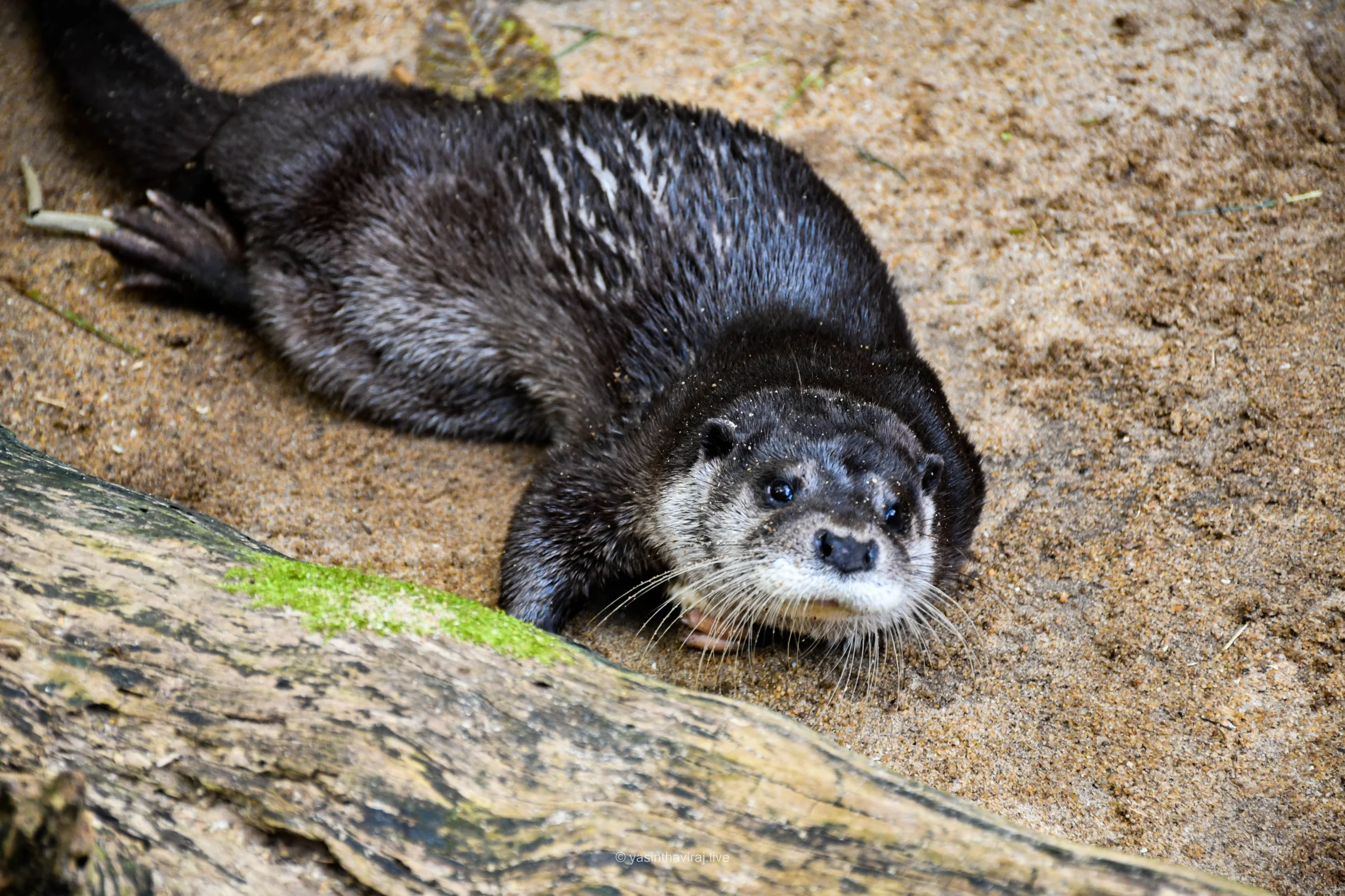 Asian Small-Clawed Otter