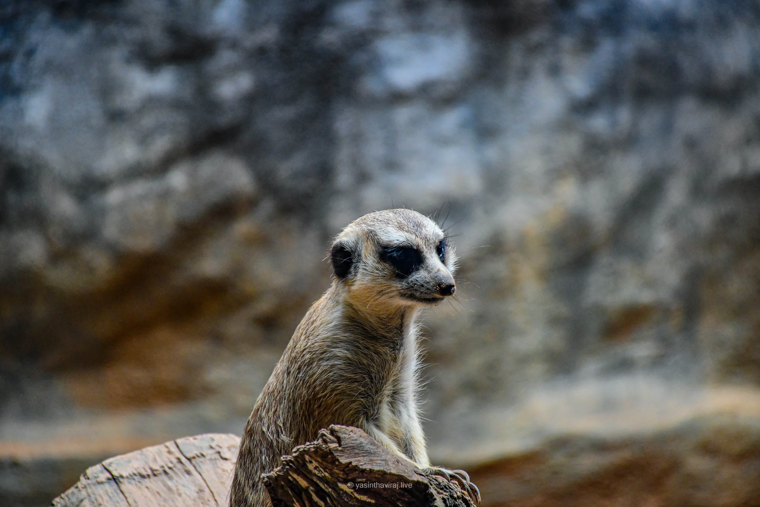 Meerkat