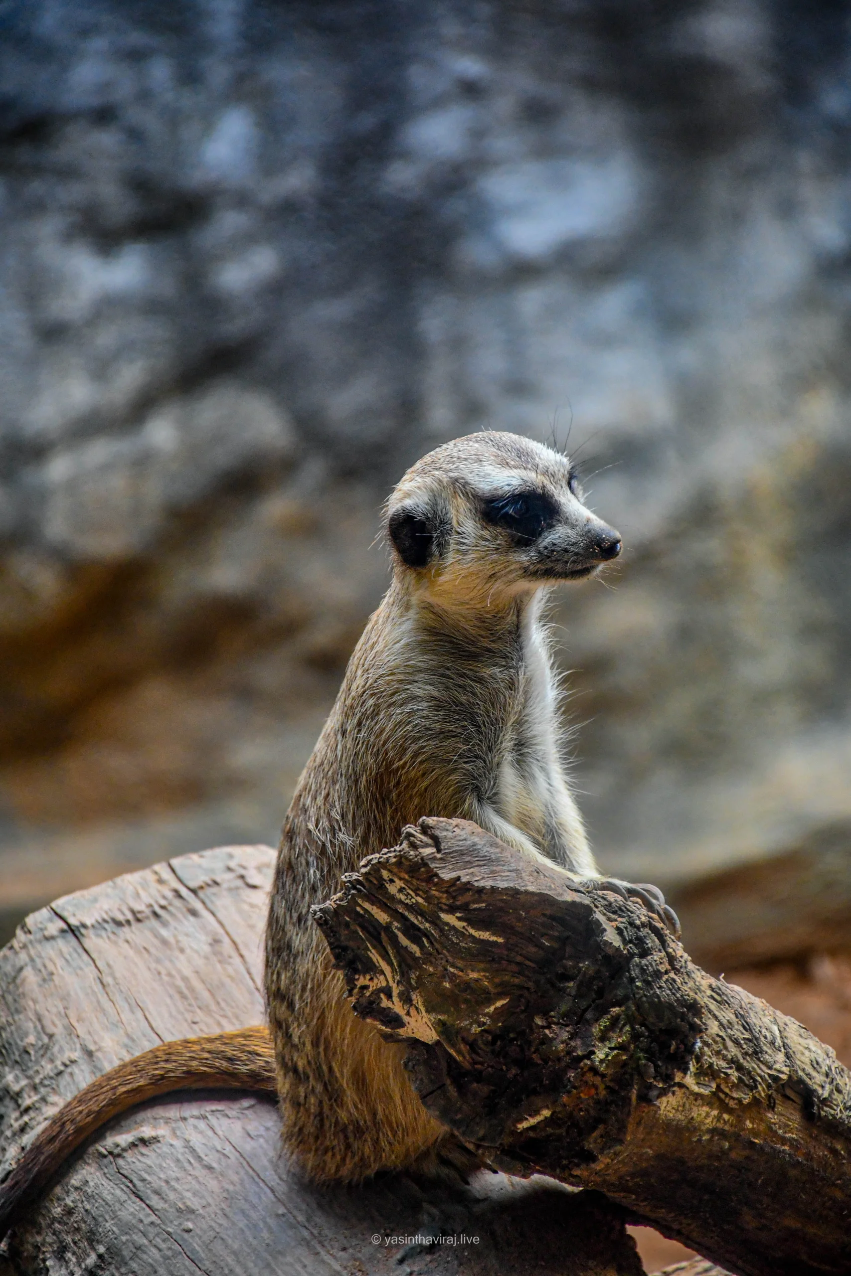 Meerkat