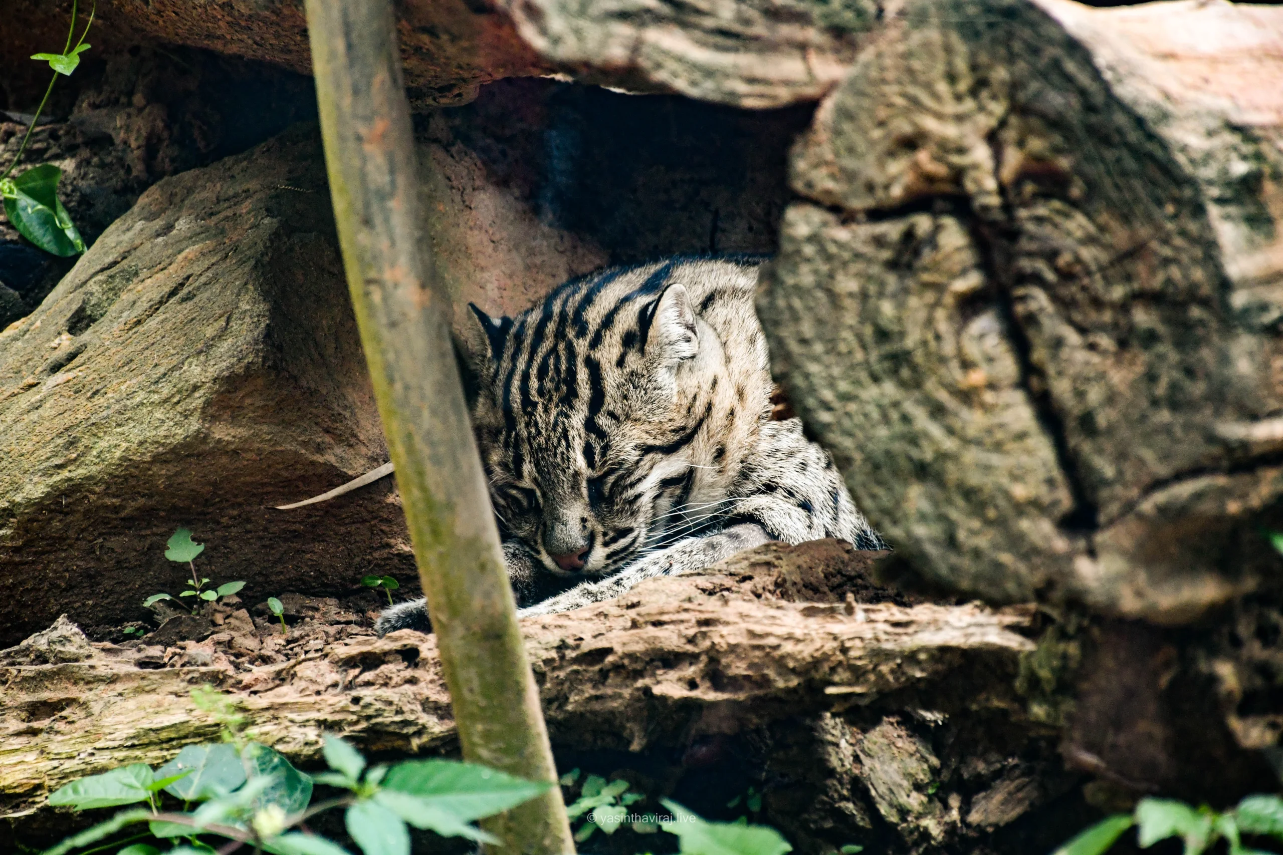 Fishing Cat