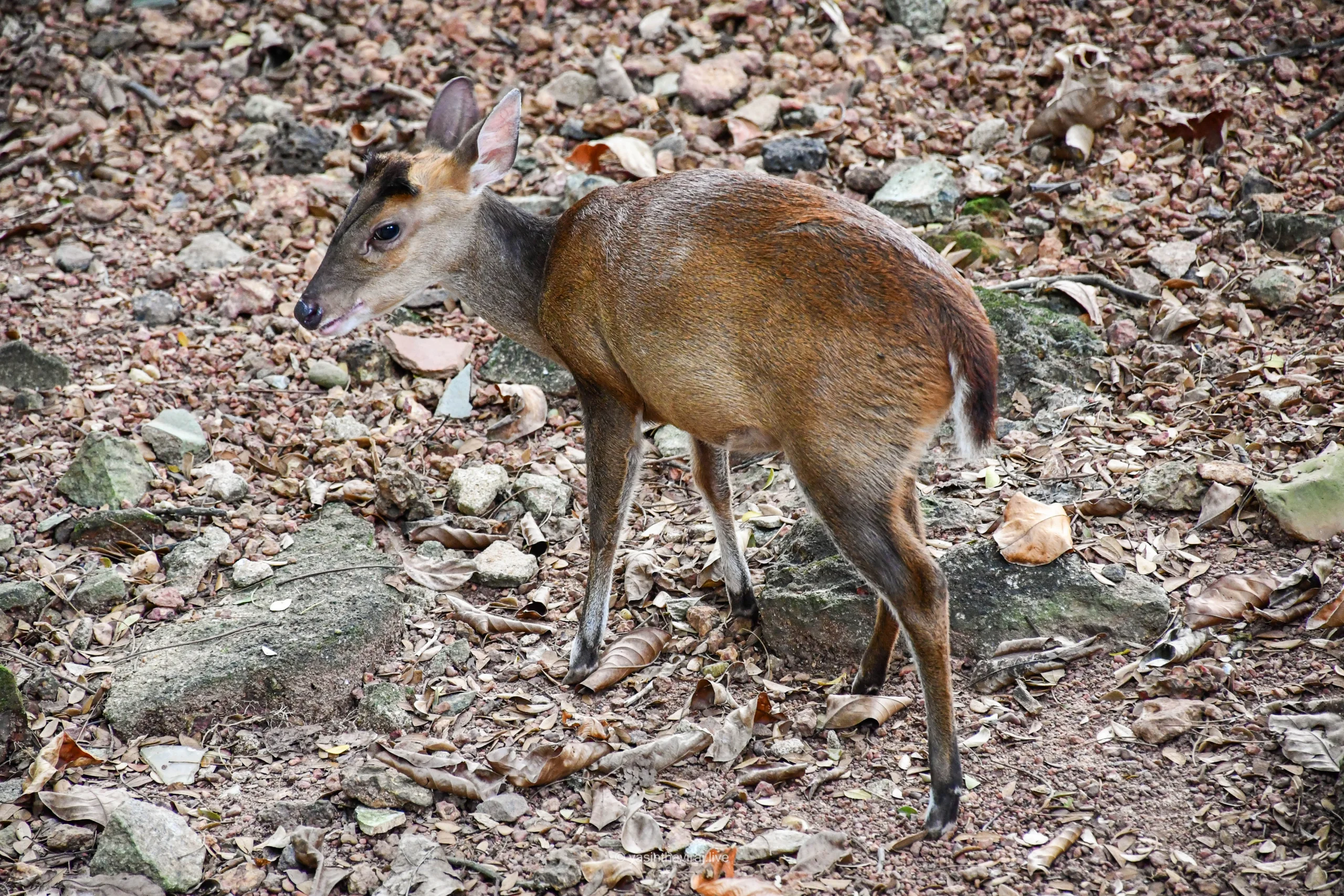 Barking Deer
