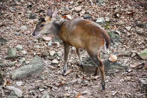 Barking Deer