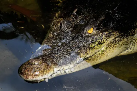 Saltwater Crocodile
