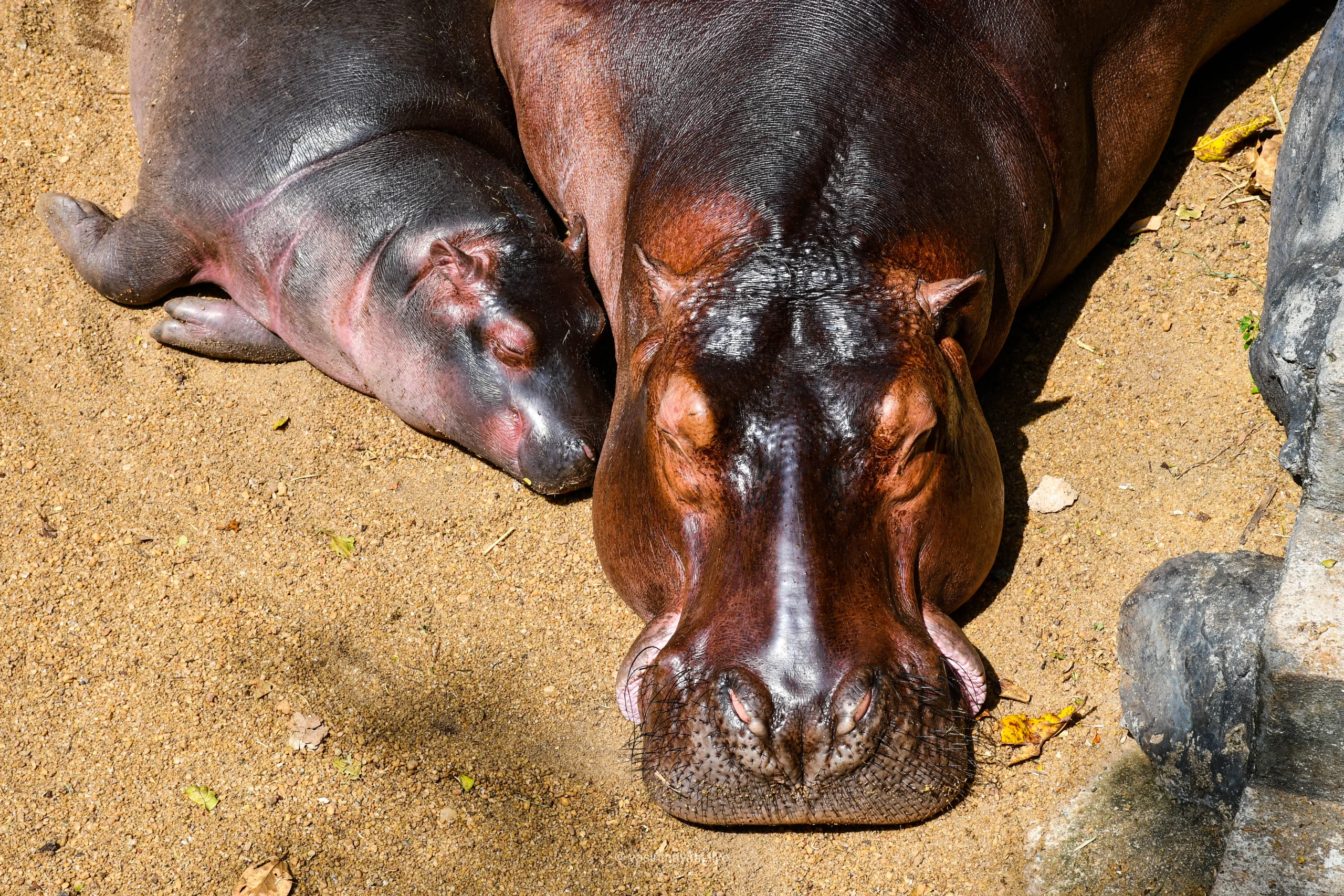 Hippopotamus - Mom & Cub