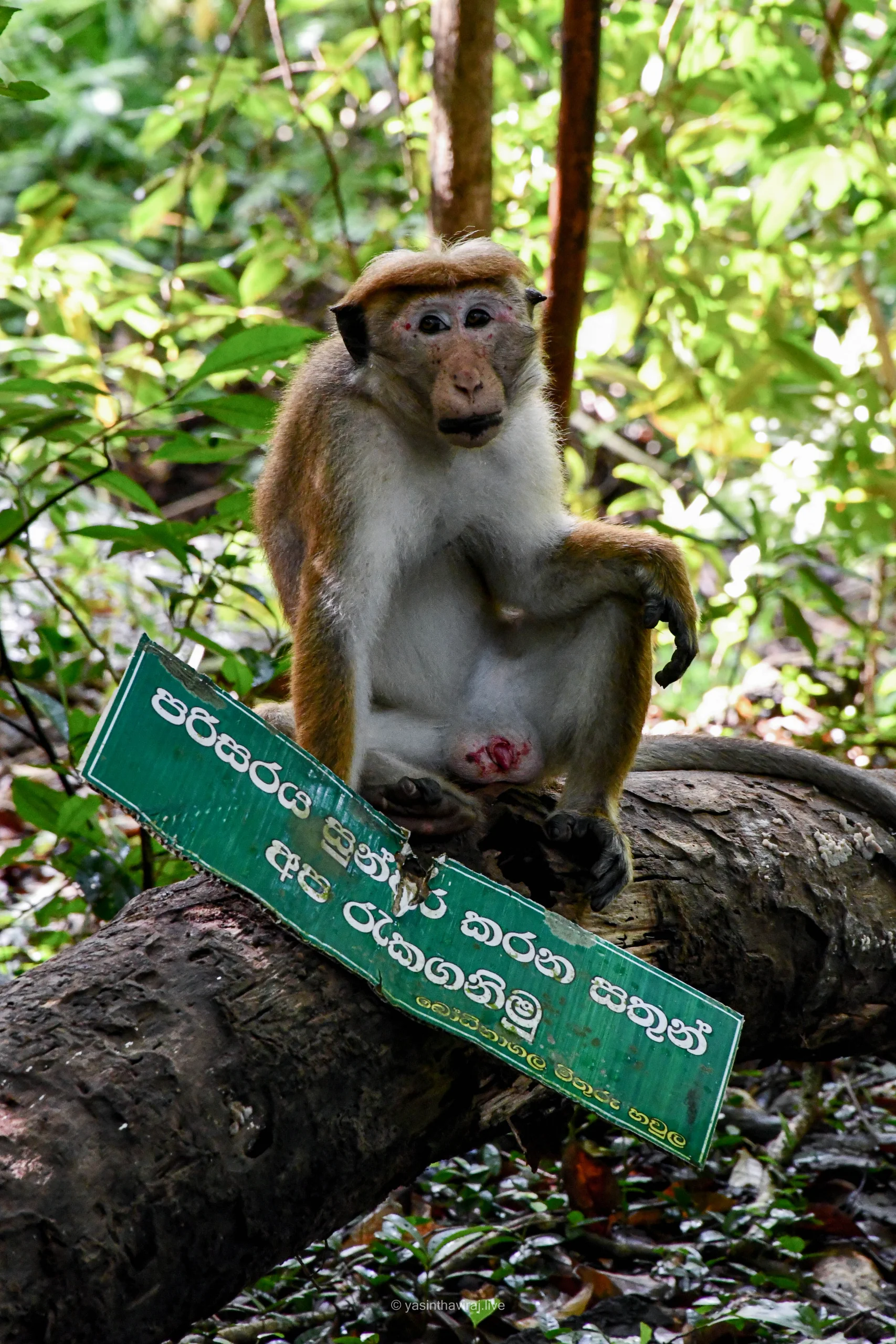 Toque Macaque