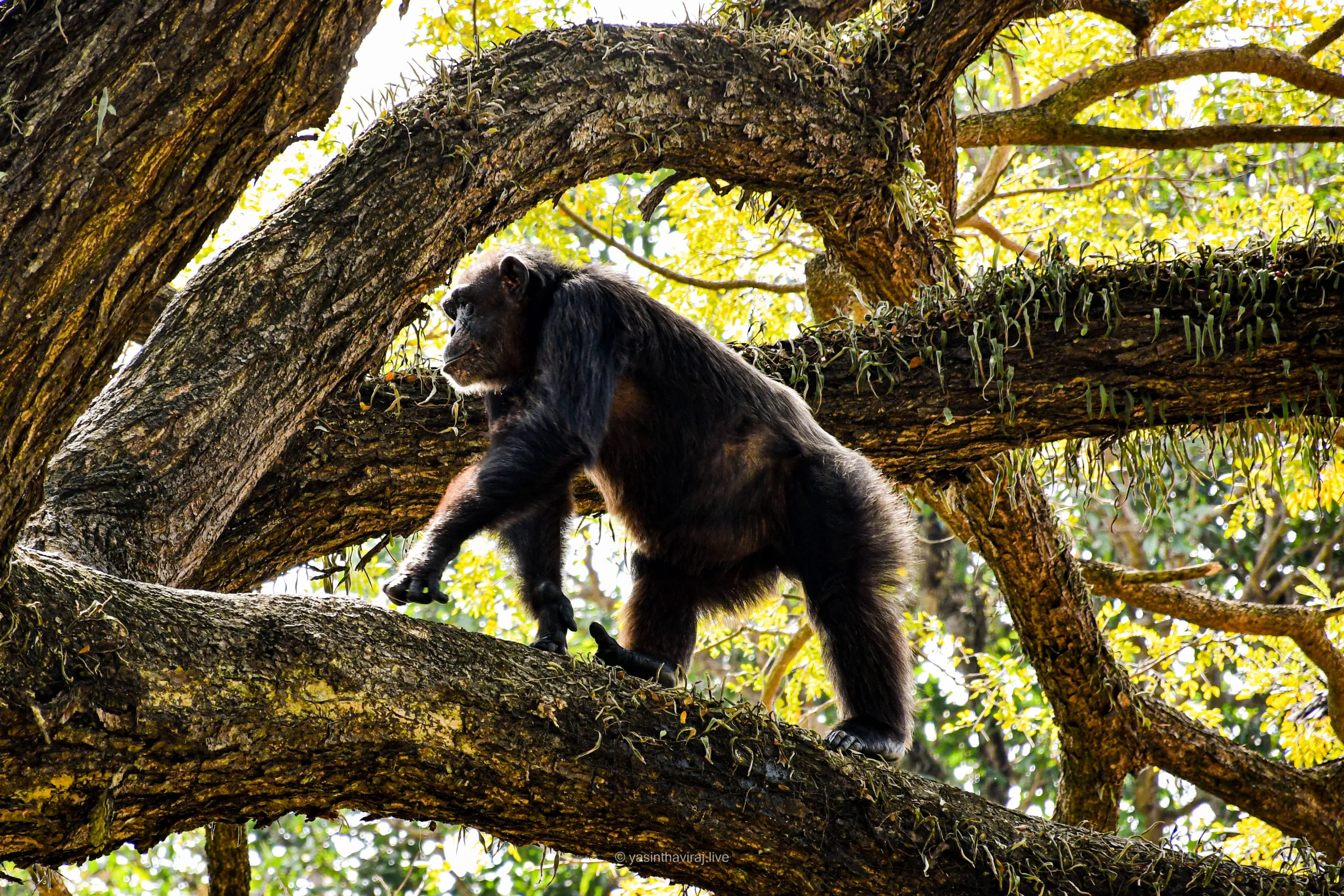 Chimpanzee