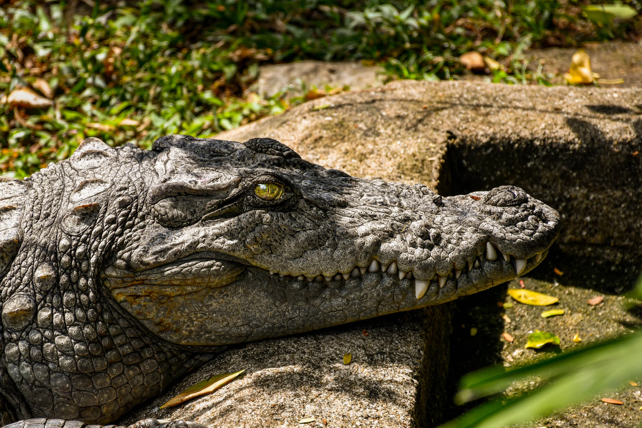 Saltwater Crocodile