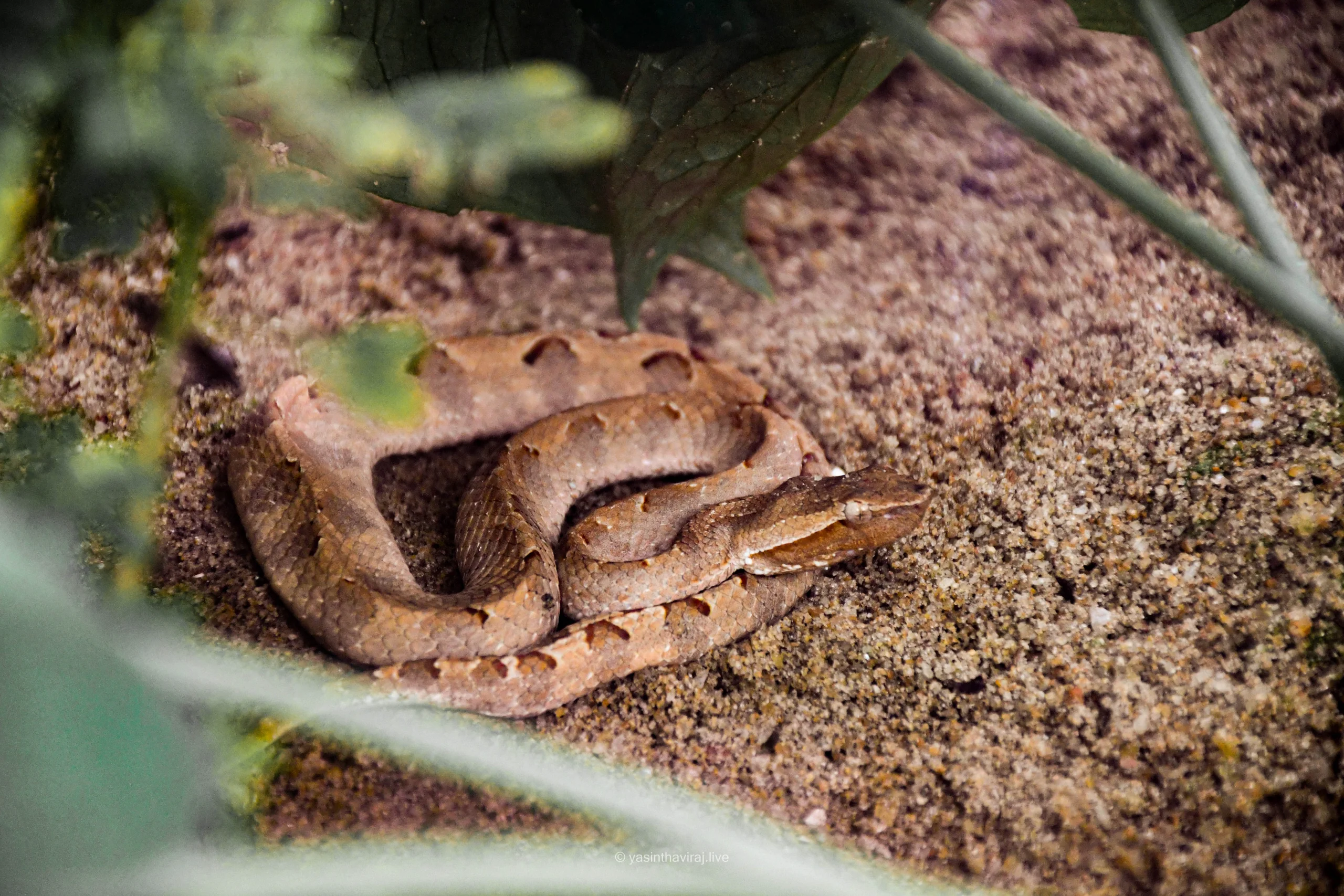 Hump-nosed Viper