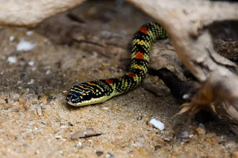 Ornate Flying Snake
