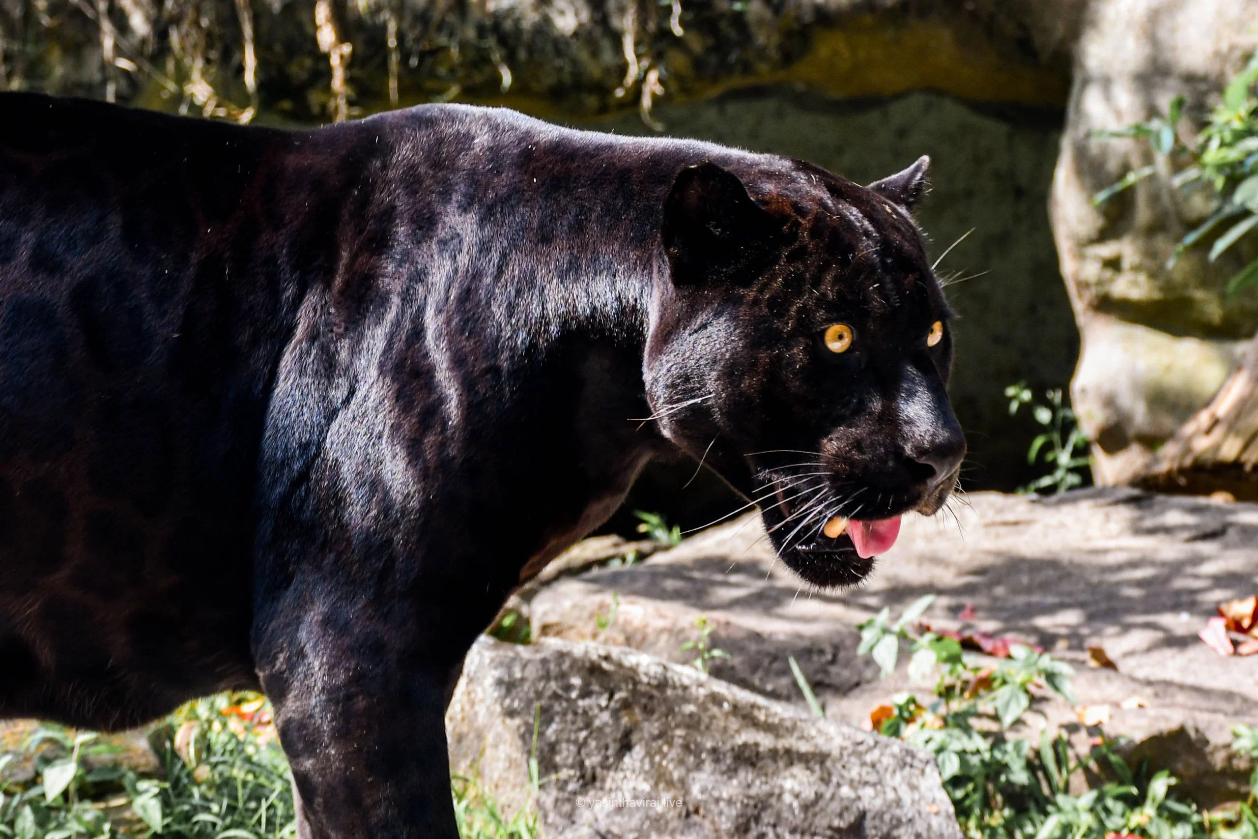 Black Panther