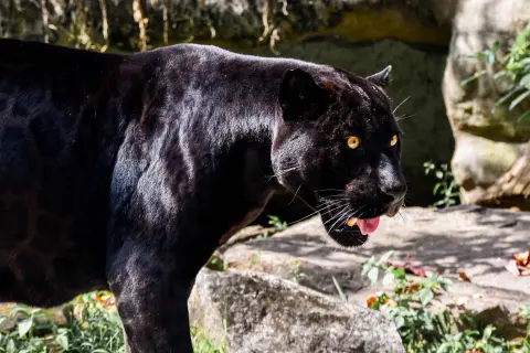 Black Panther
