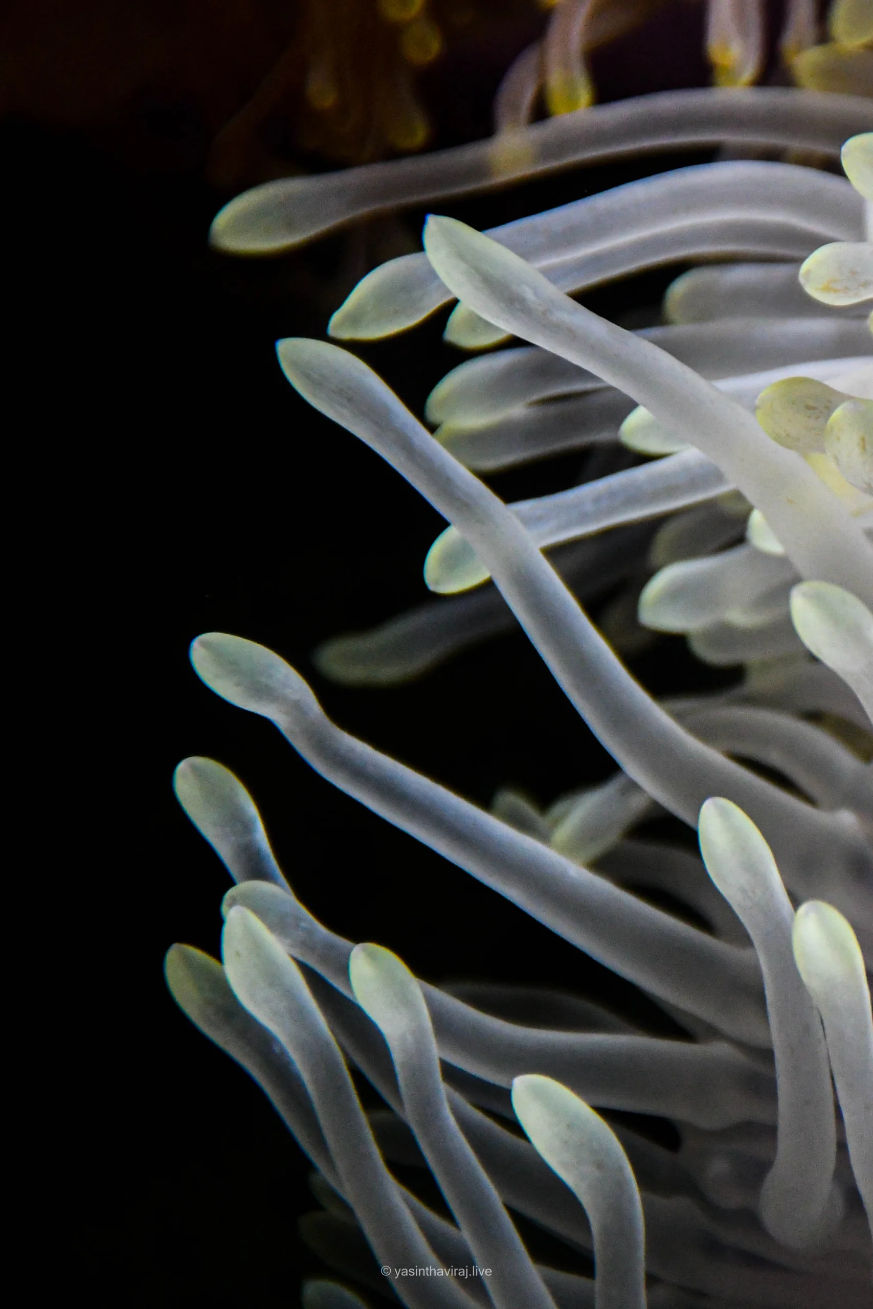 Sea Anemone