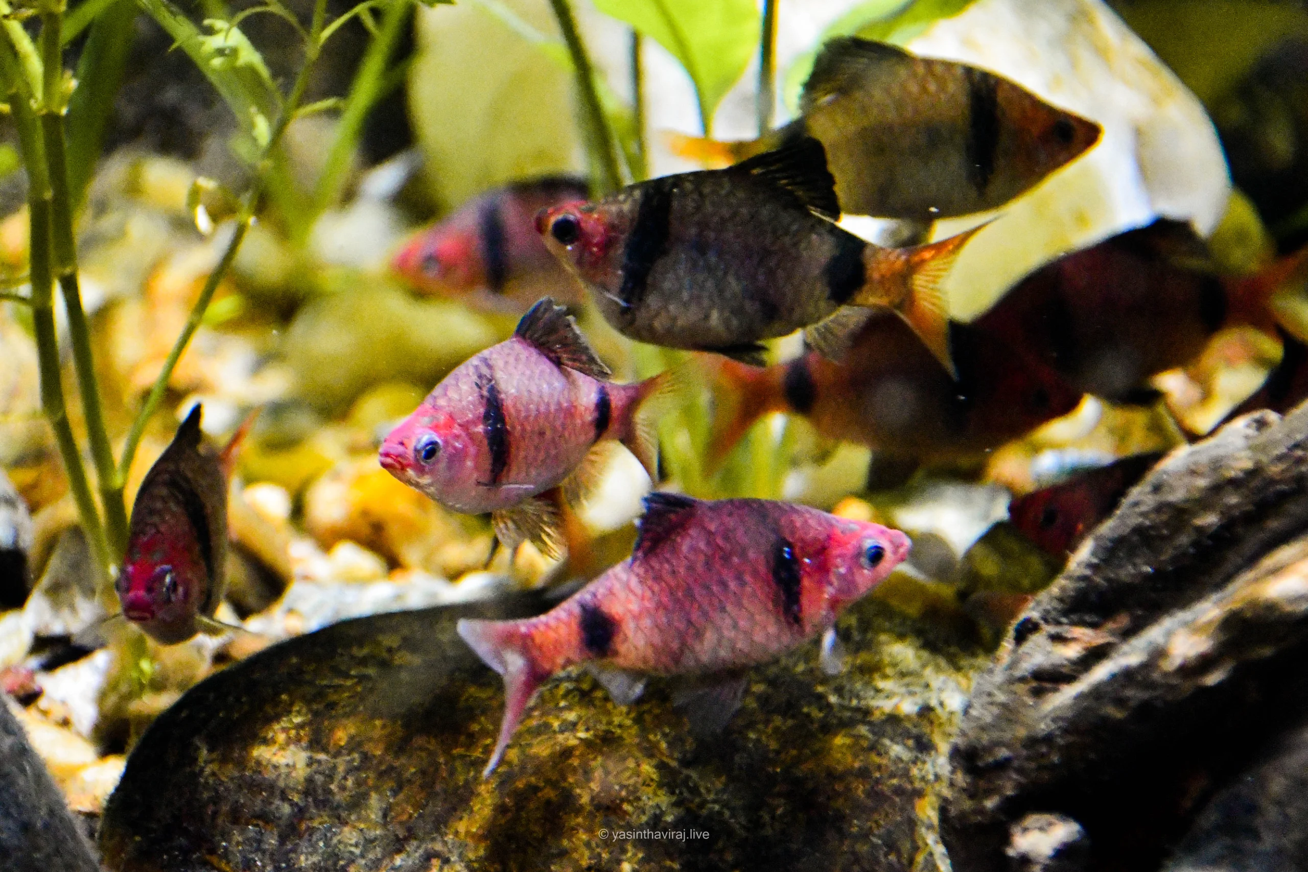 Bandula Barb