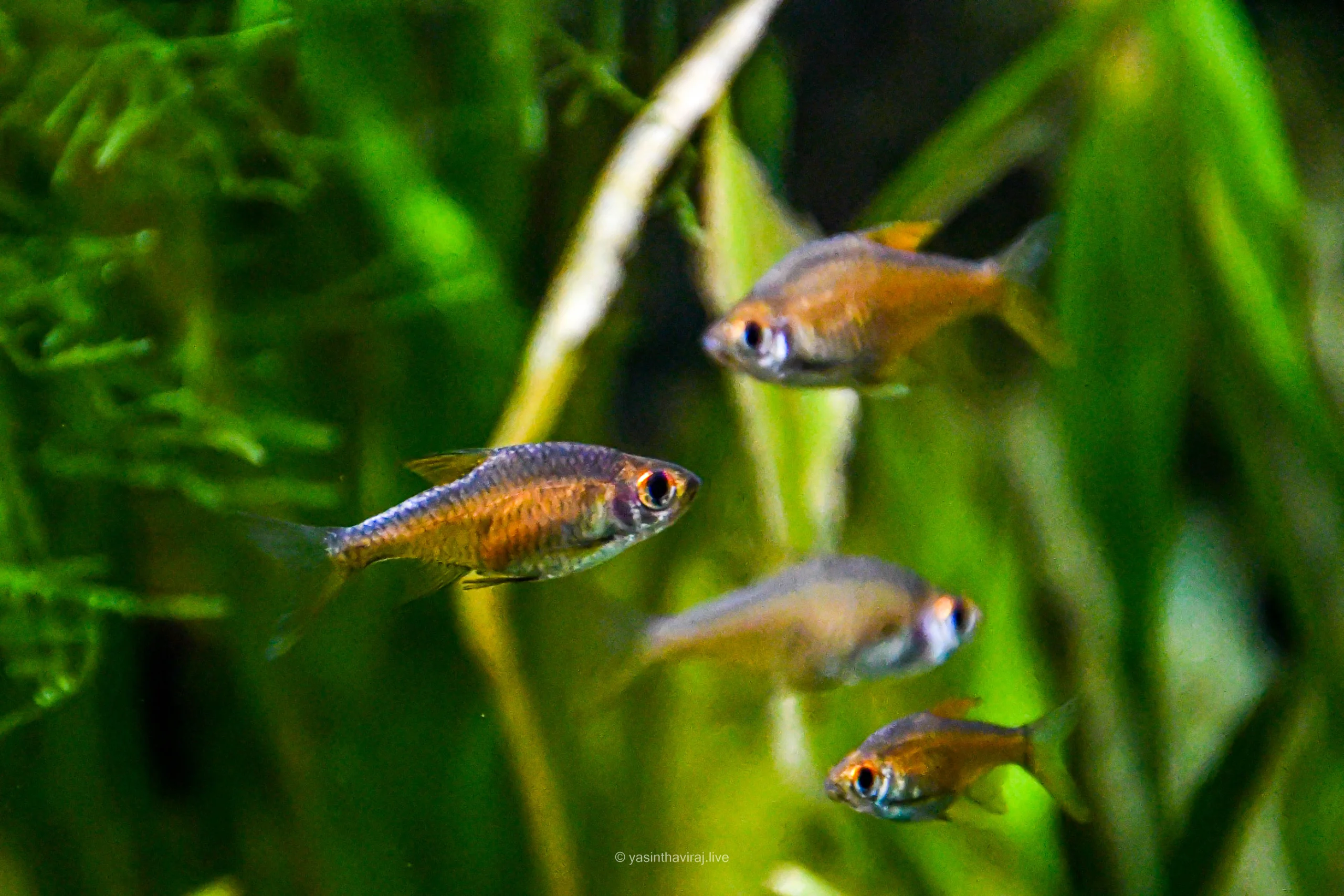 Ember Tetra