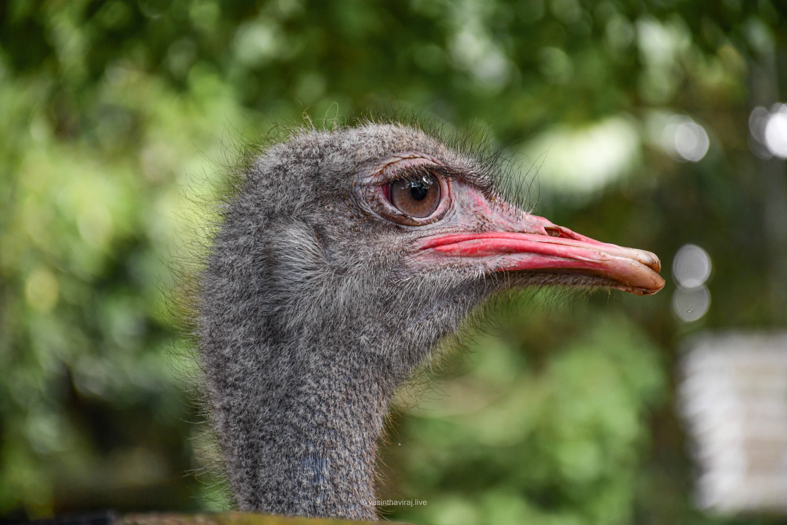 Common Ostrich