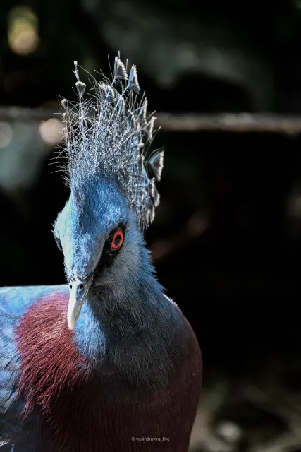 Victoria Crowned Pigeon