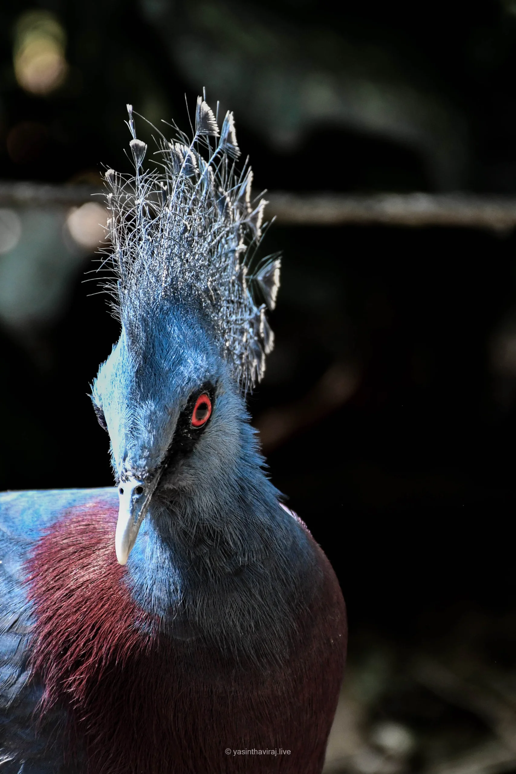 Victoria Crowned Pigeon