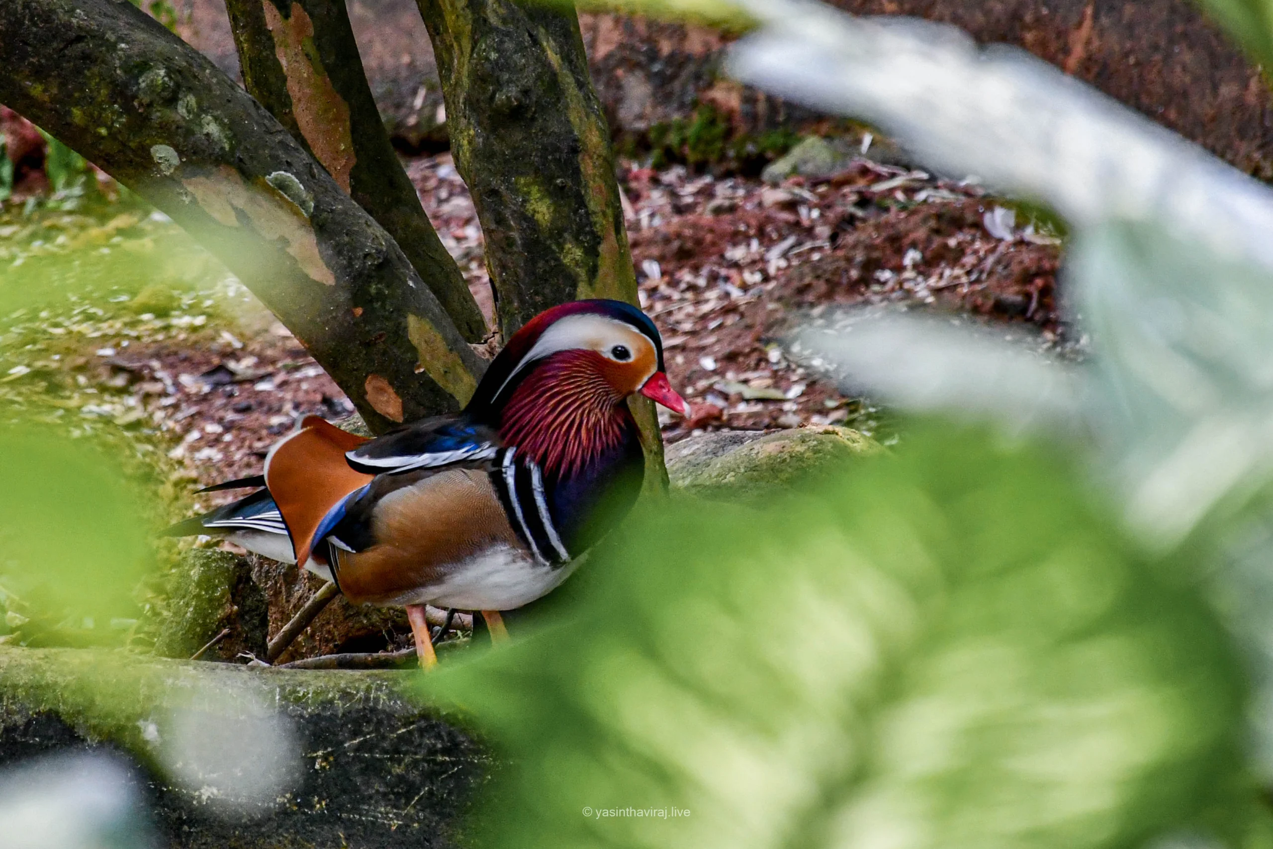 Mandarin Duck