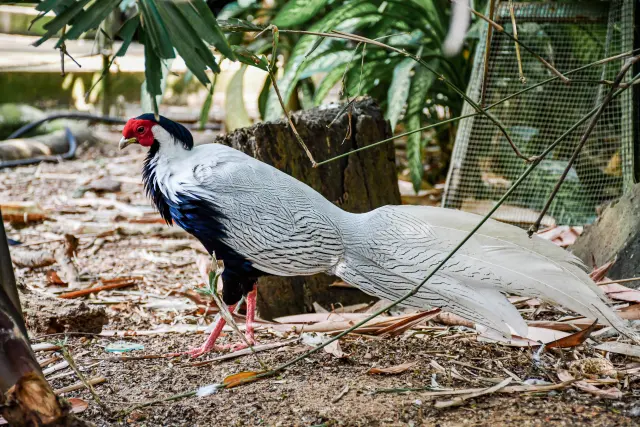Silver Pheasant
