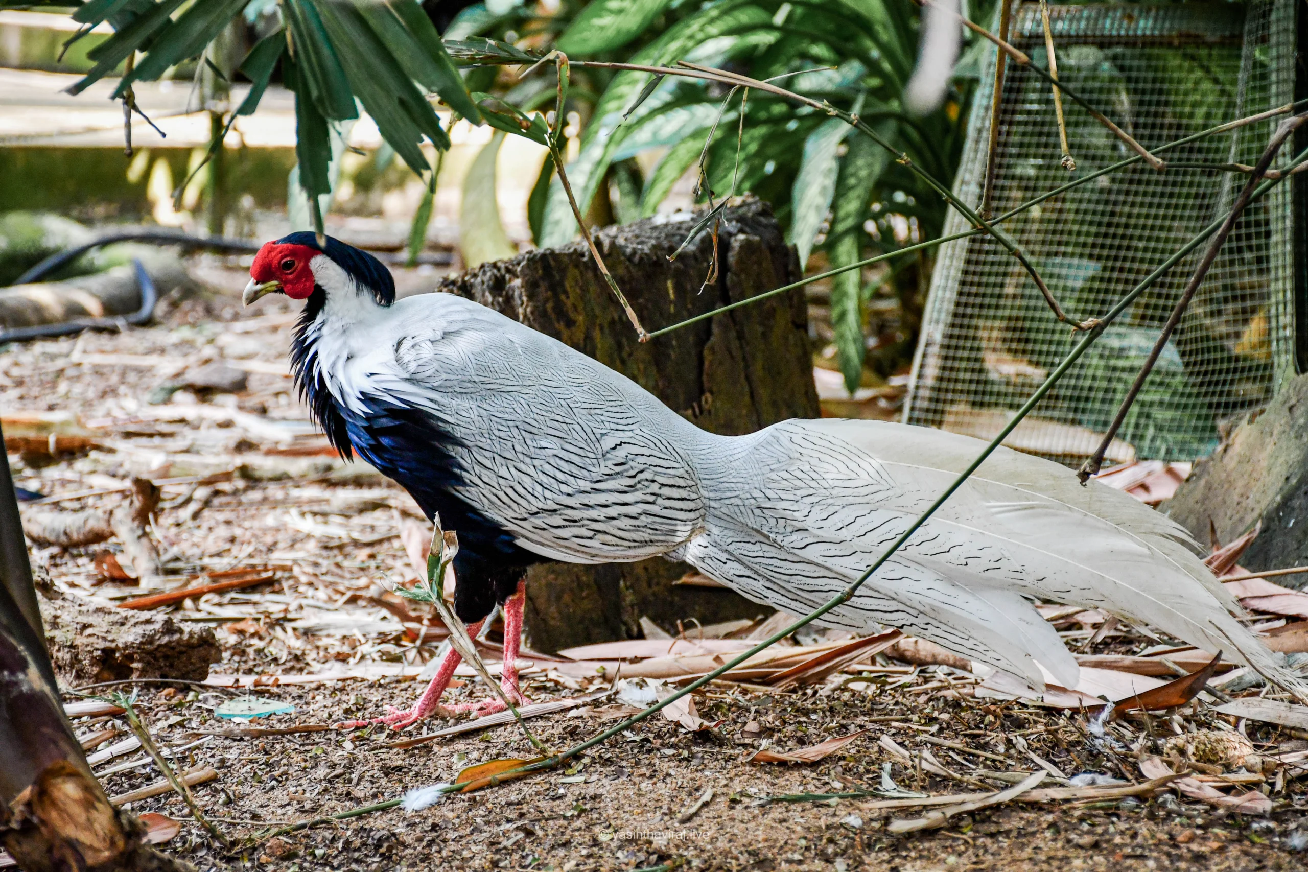 Silver Pheasant