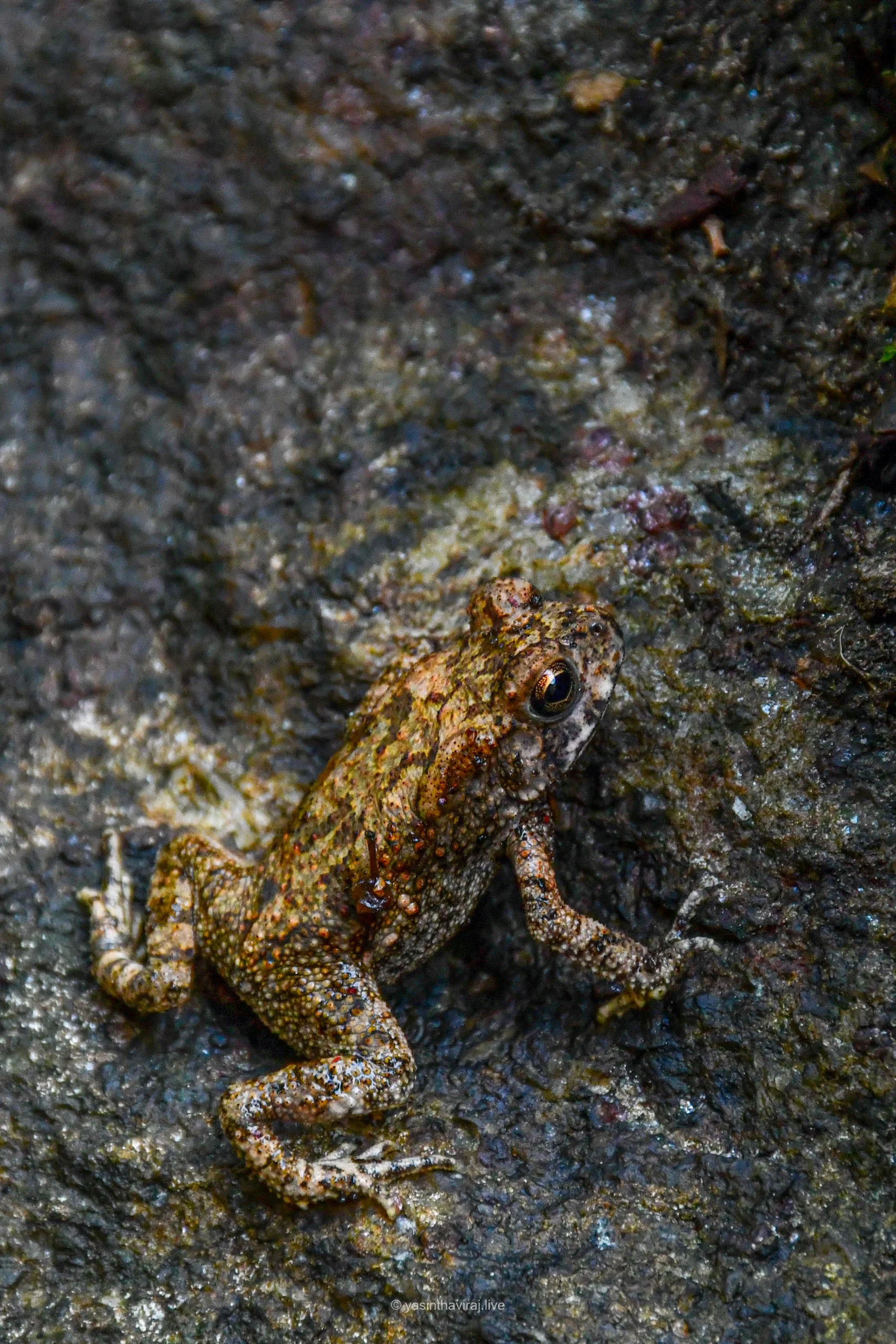 Asian Common Toad