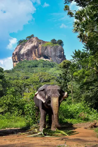 Sri Lankan Elephant