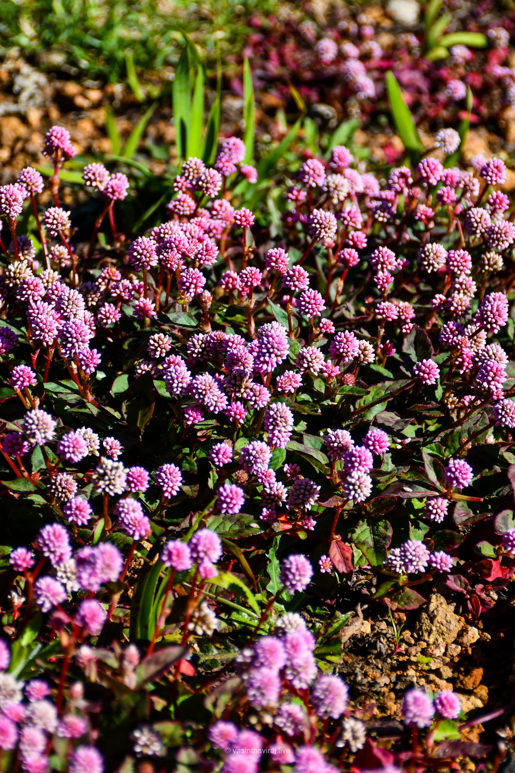 Pink Knotweed