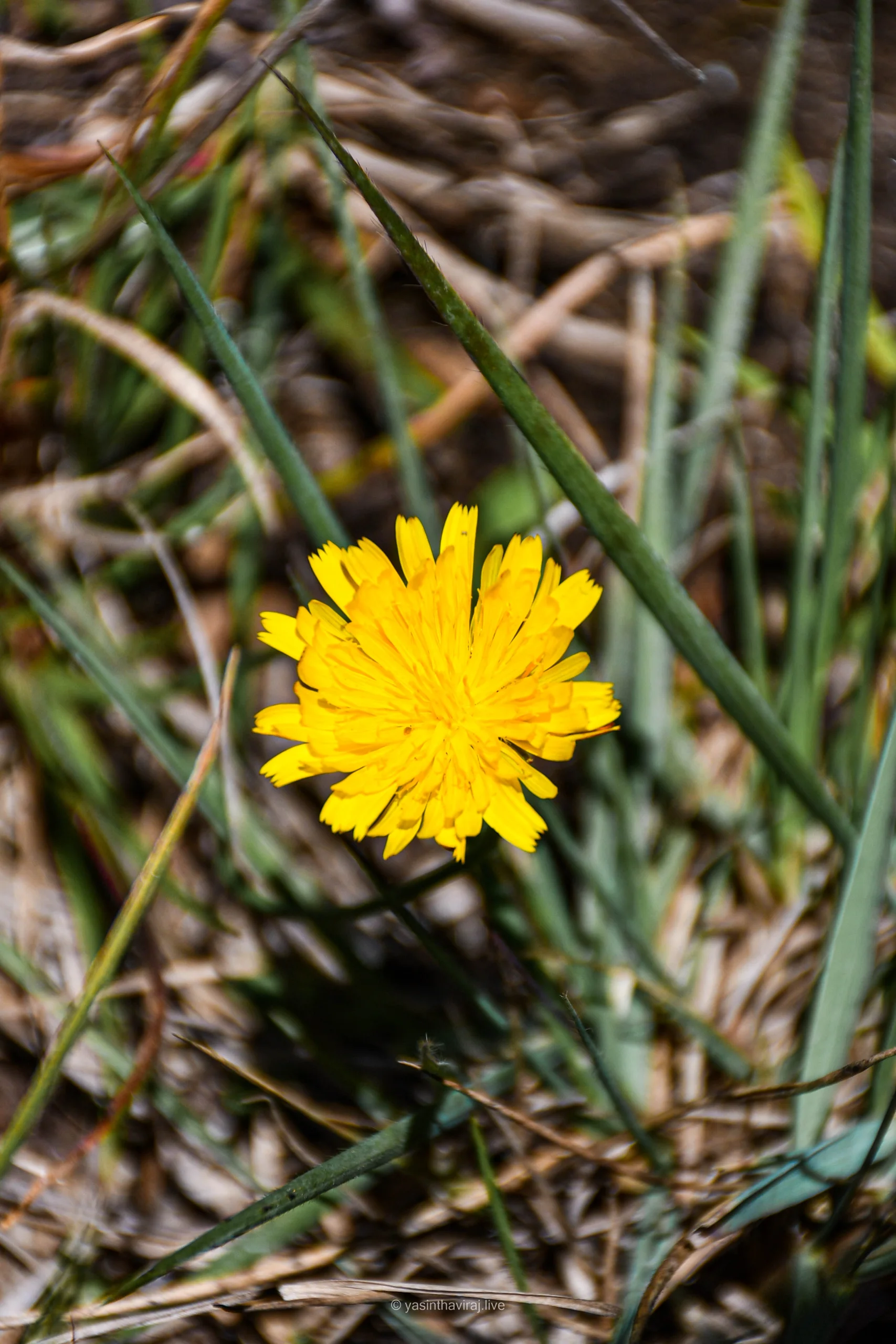 Dandelion