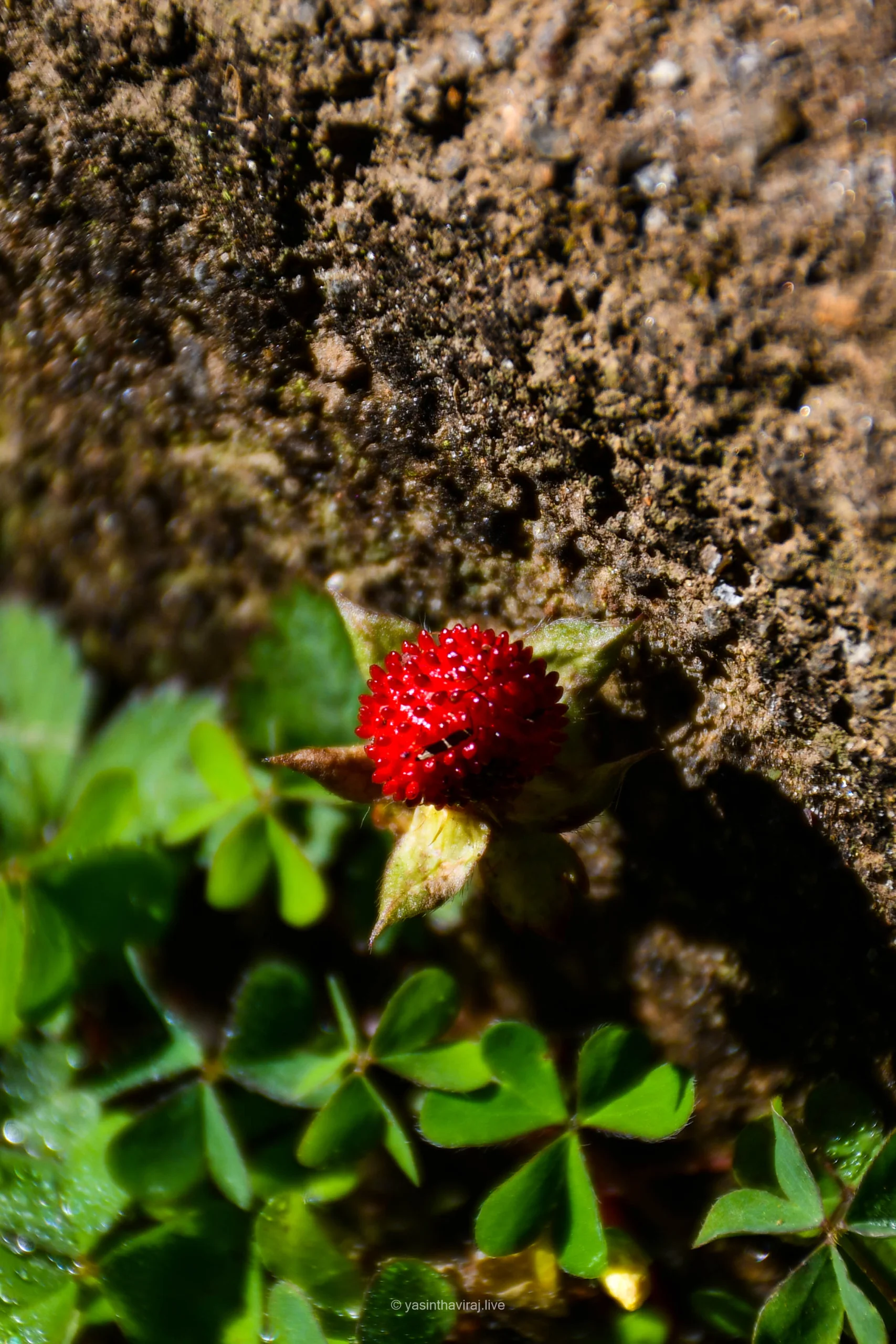 Mock Strawberry
