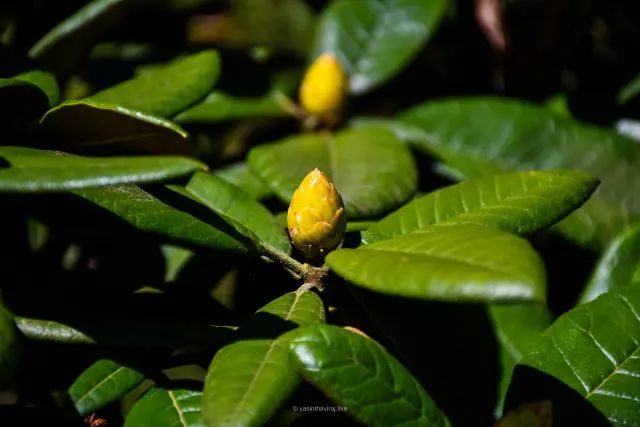 Maharathmal flower bud