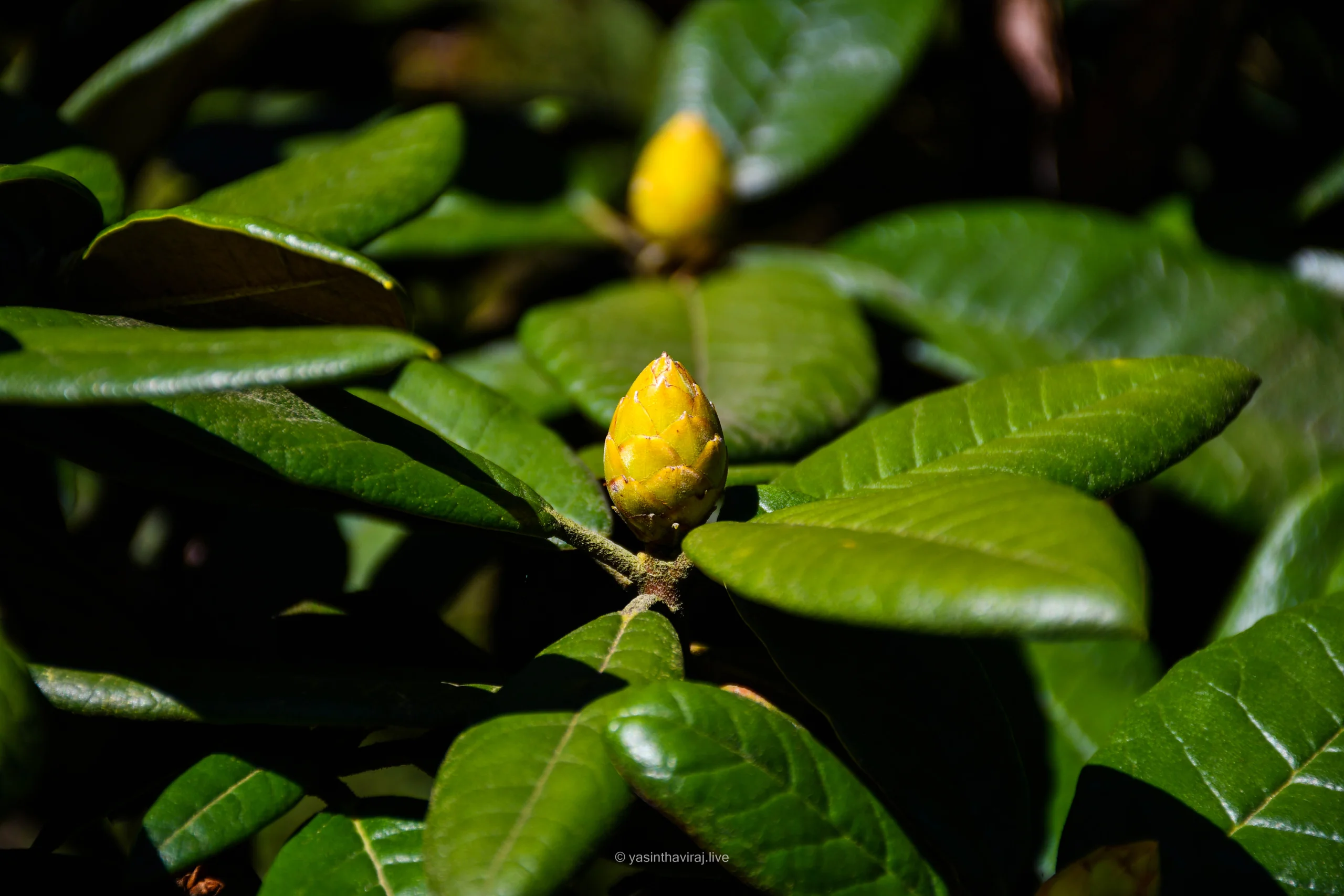 Maharathmal flower bud