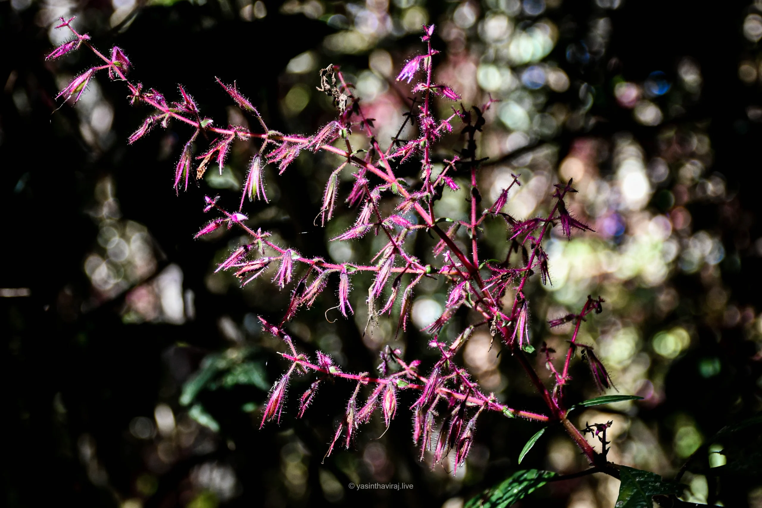 Nelu Flower