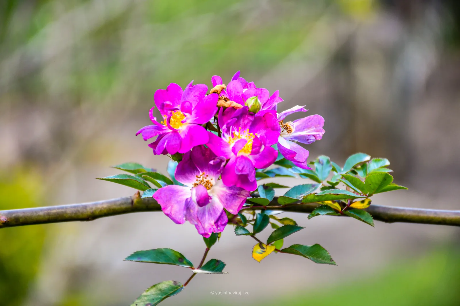 Wild Rose