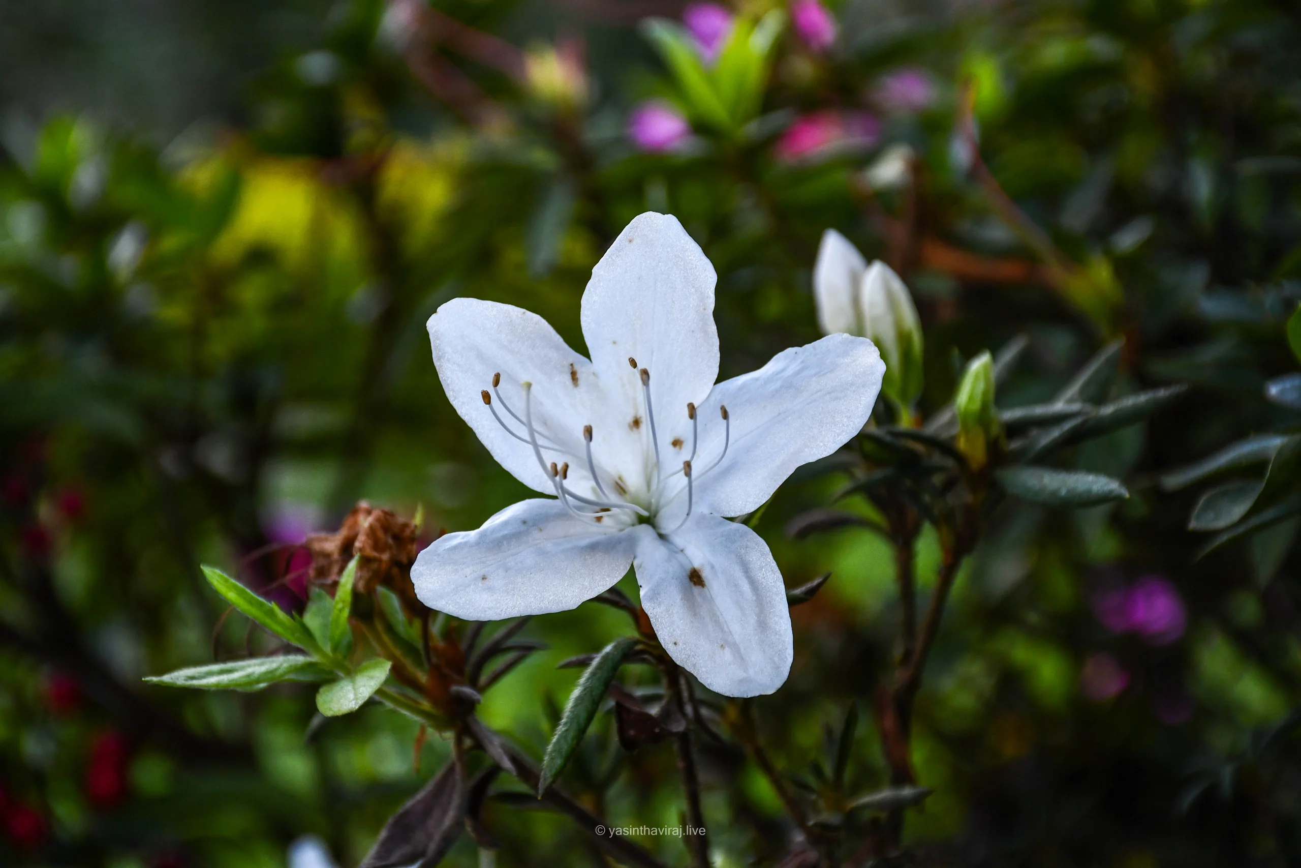 White Azalea