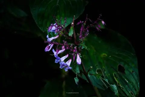 Nelu Flower