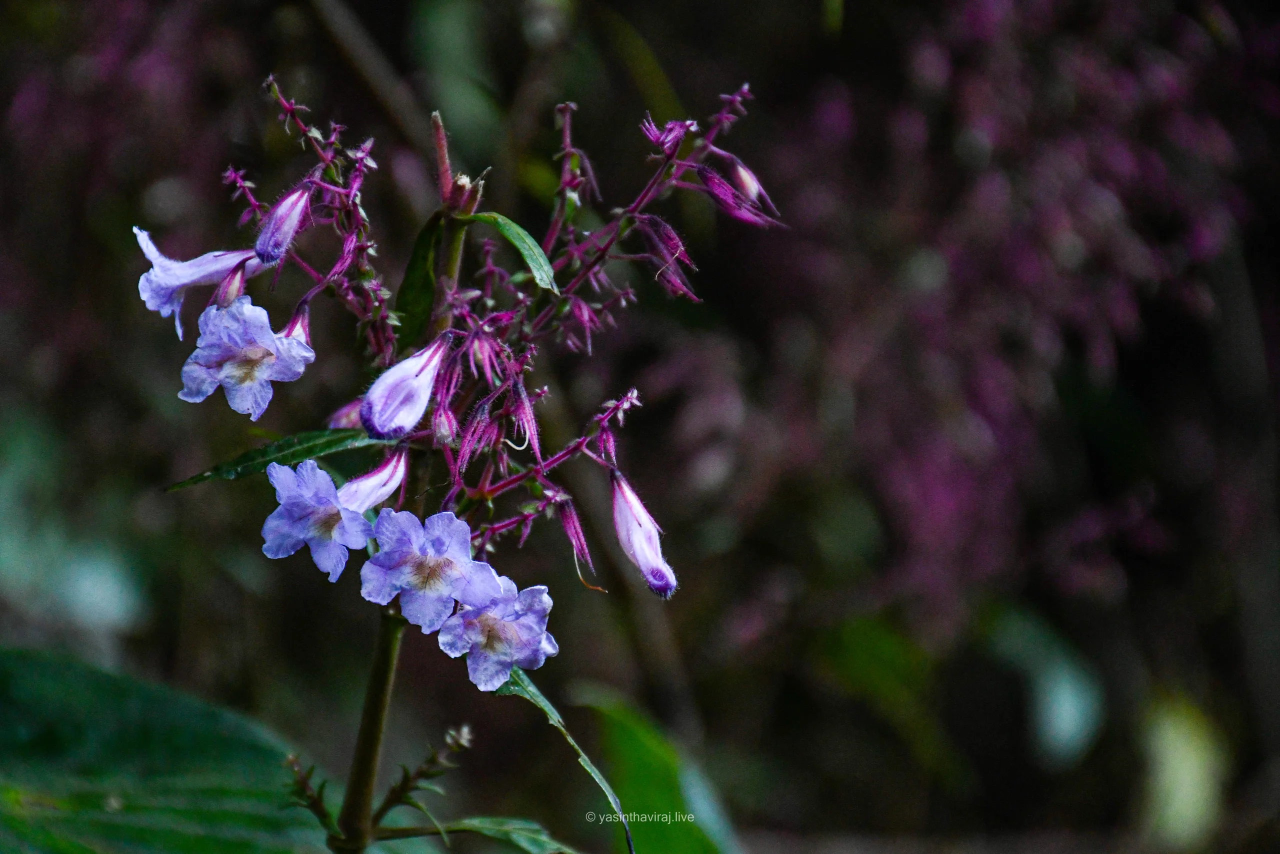Nelu Flowers