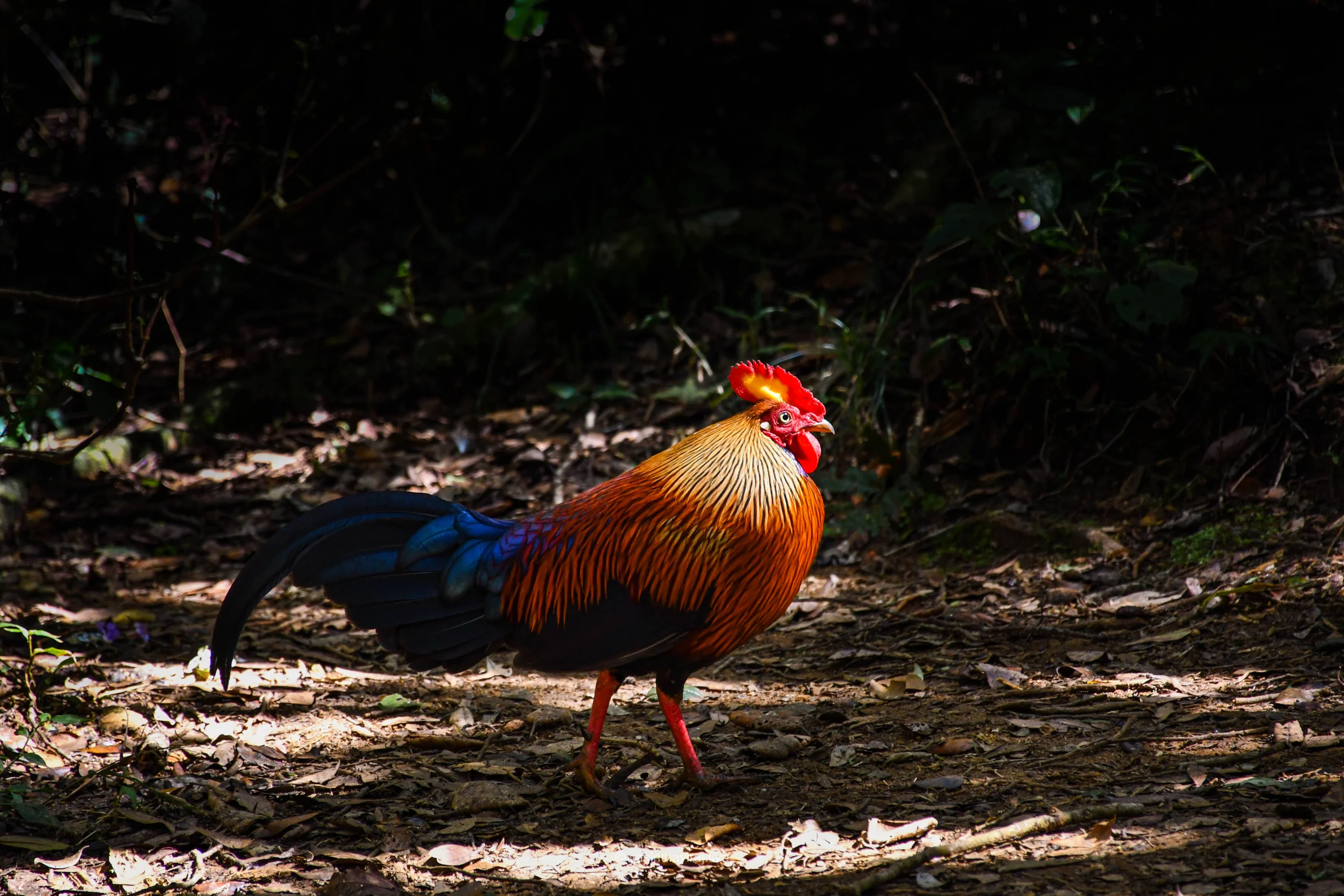 Ceylon Junglefowl