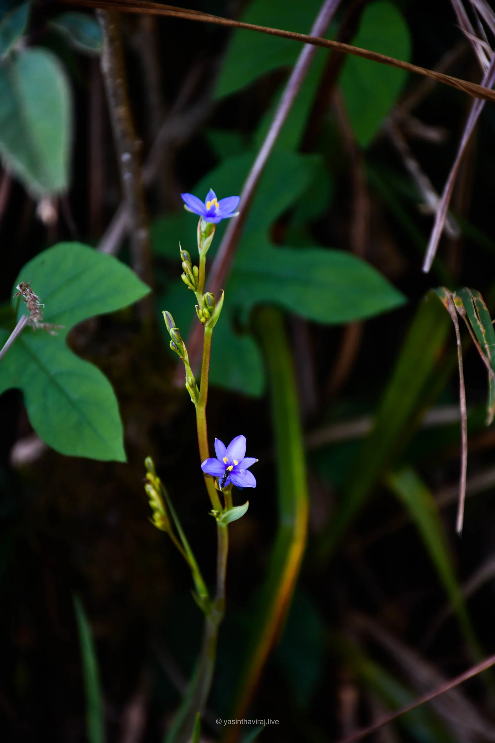 Blue Stars
