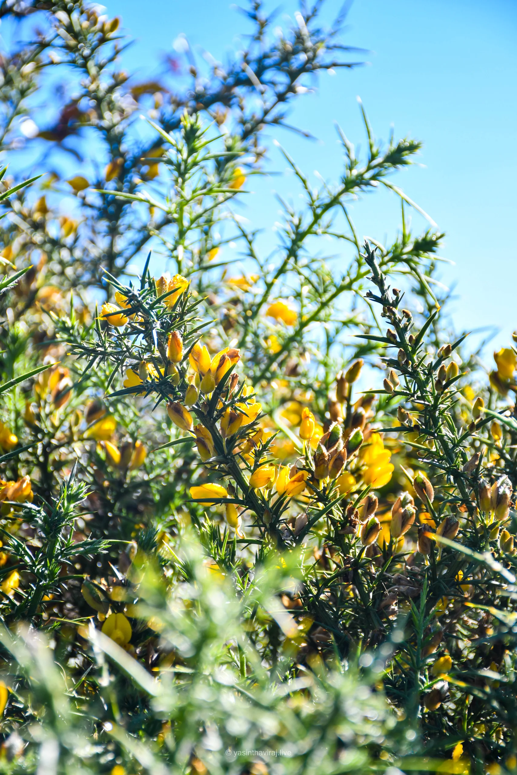 Gorse