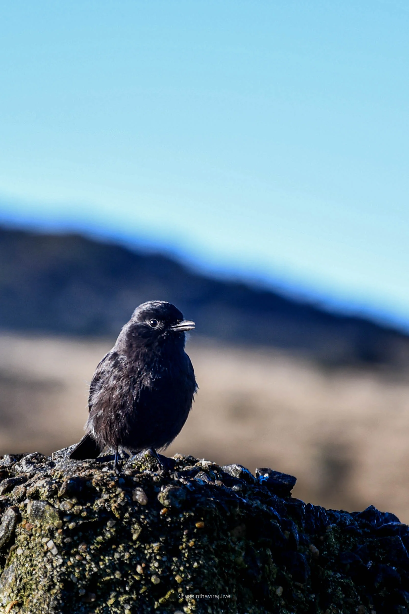 Pied Bushchat