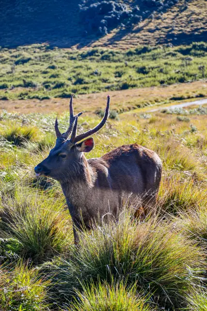 Sri Lankan Sambar Deer