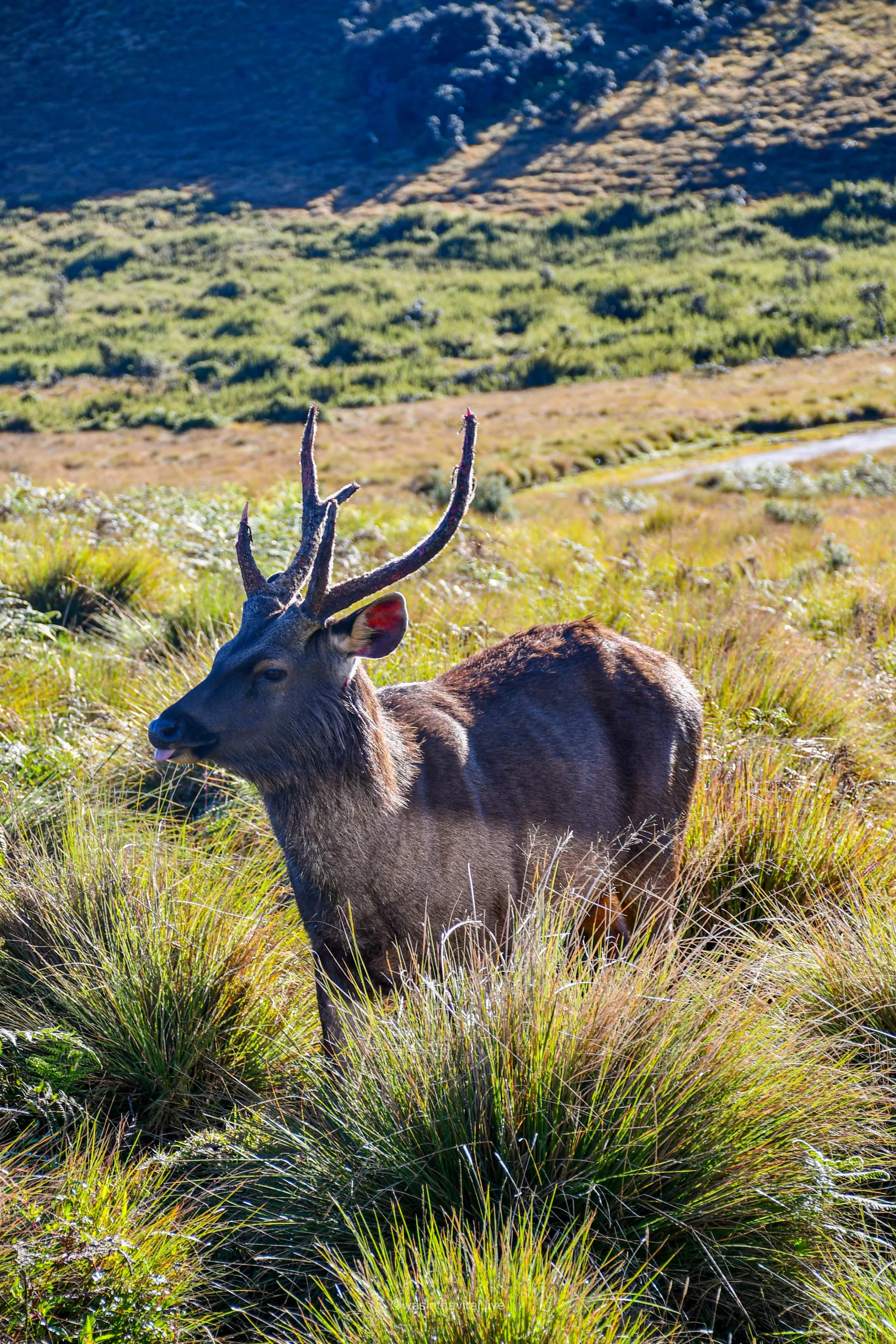 Sri Lankan Sambar Deer