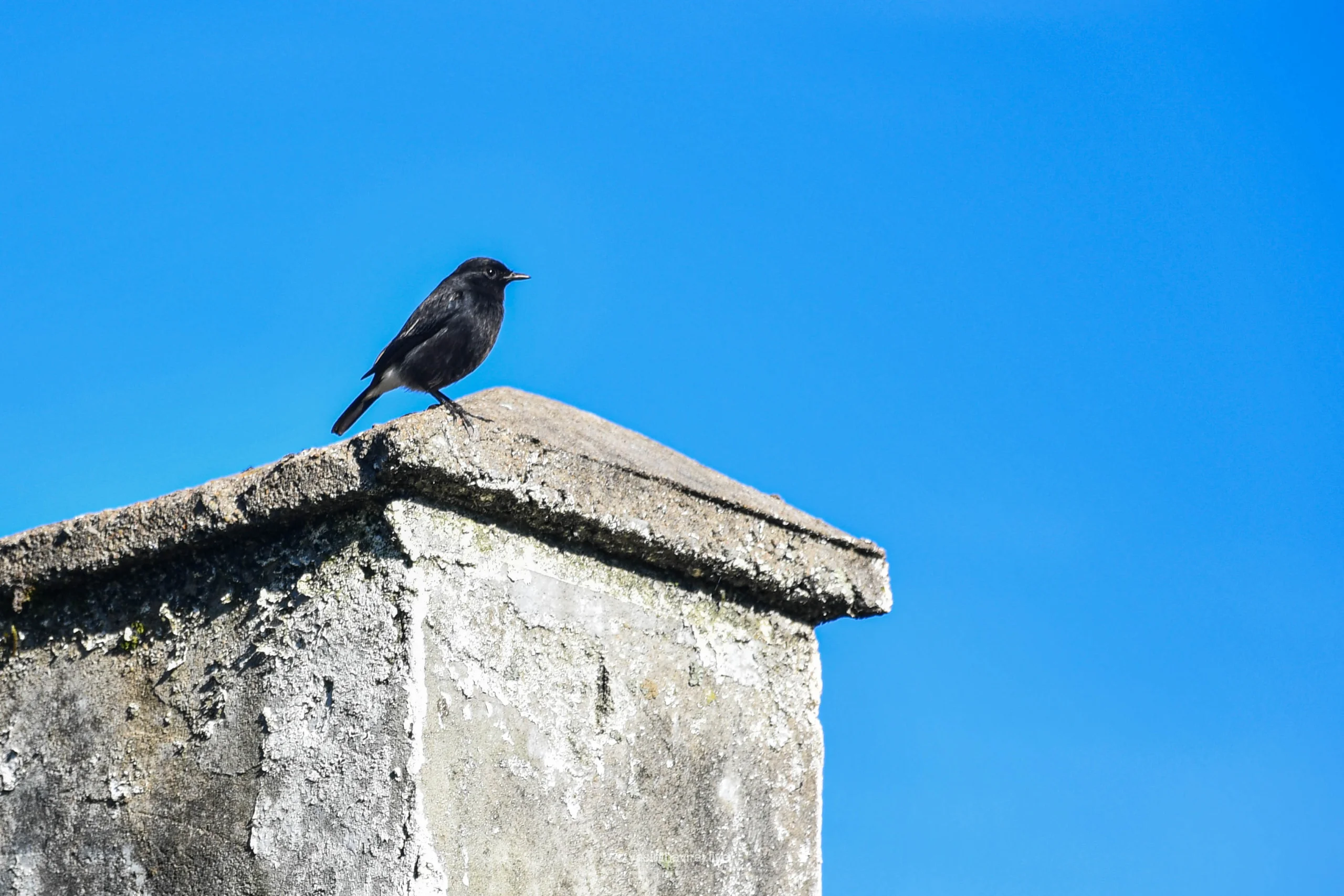 Pied Bushchat