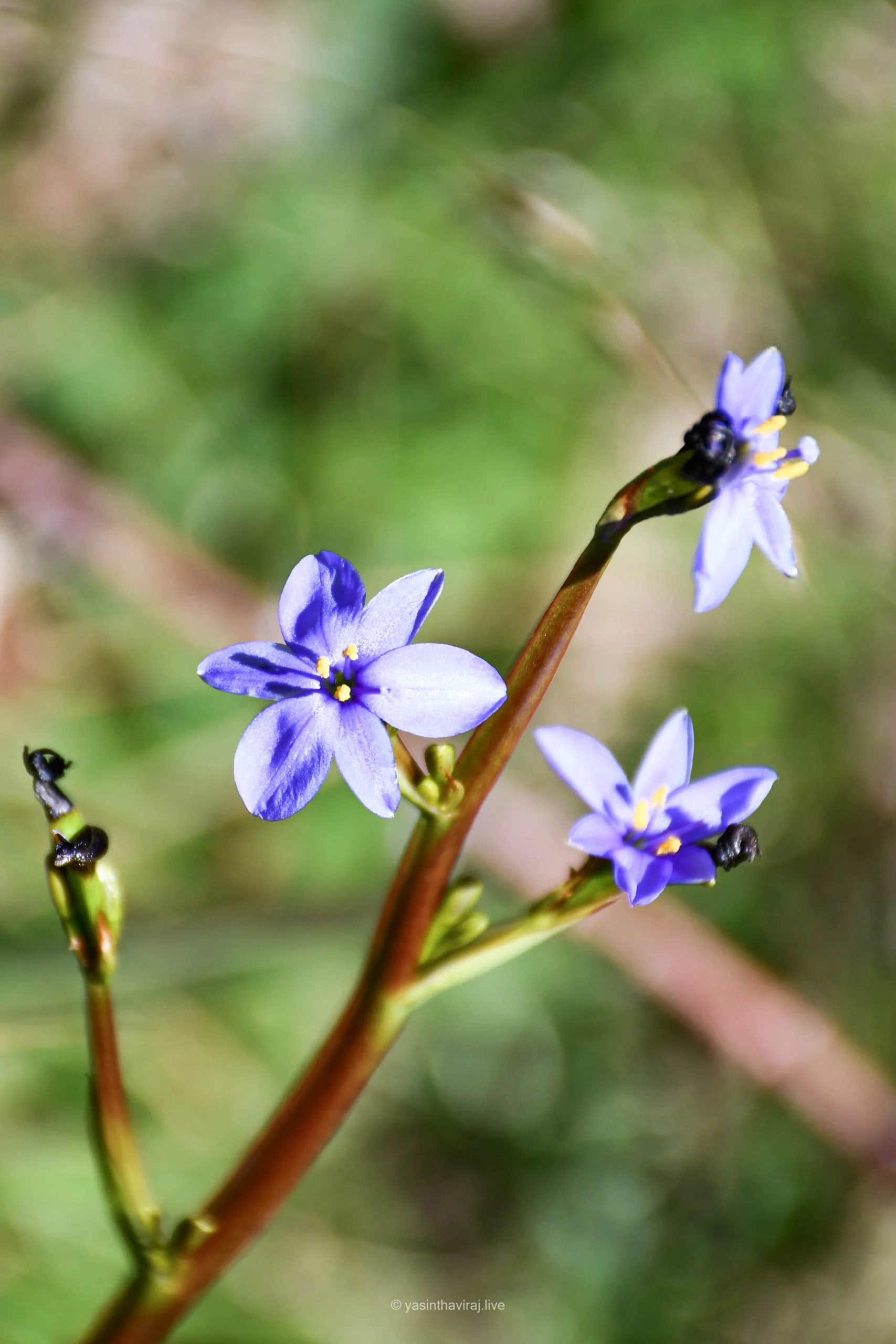 Blue Stars